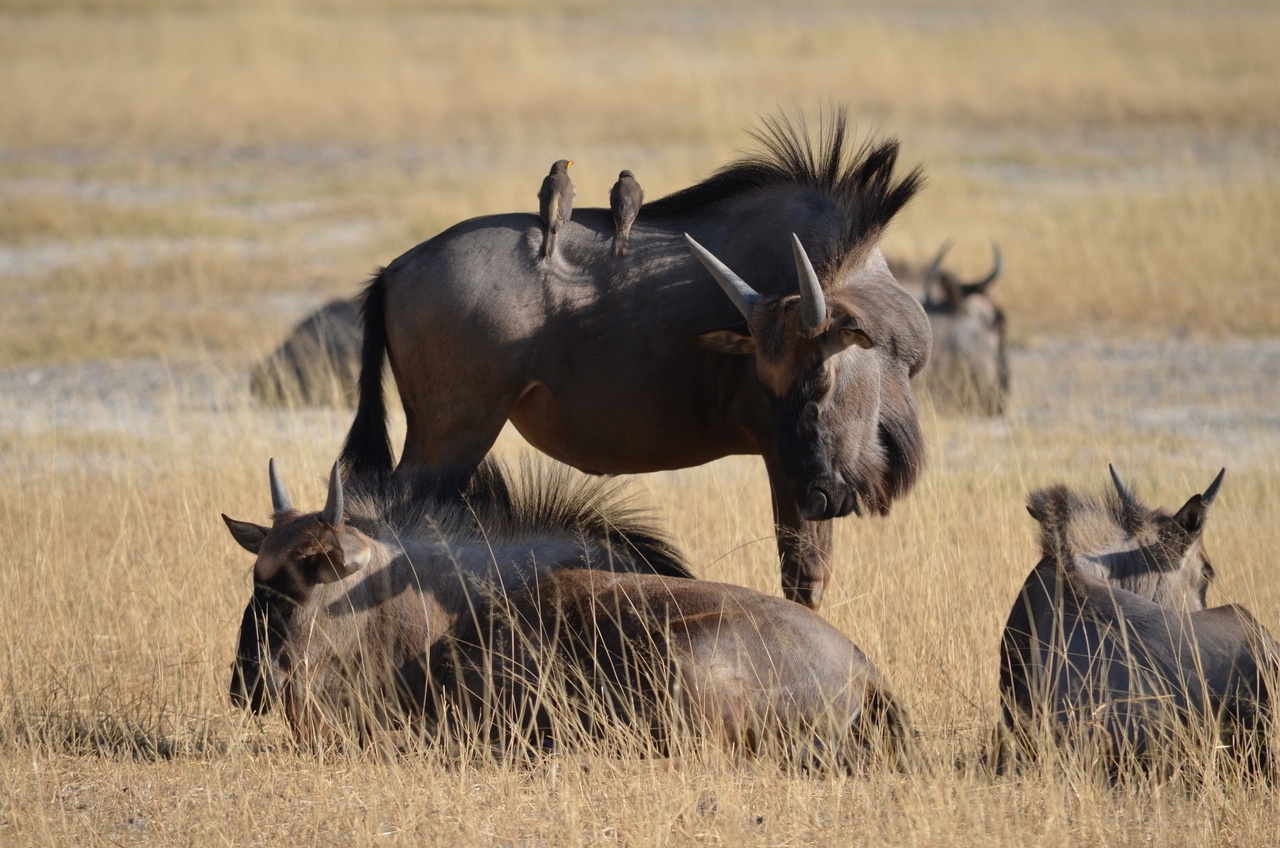 [22342] 2016_06_29_23_34_31_Africa_NIKON_D5100_IMG__00543.jpg