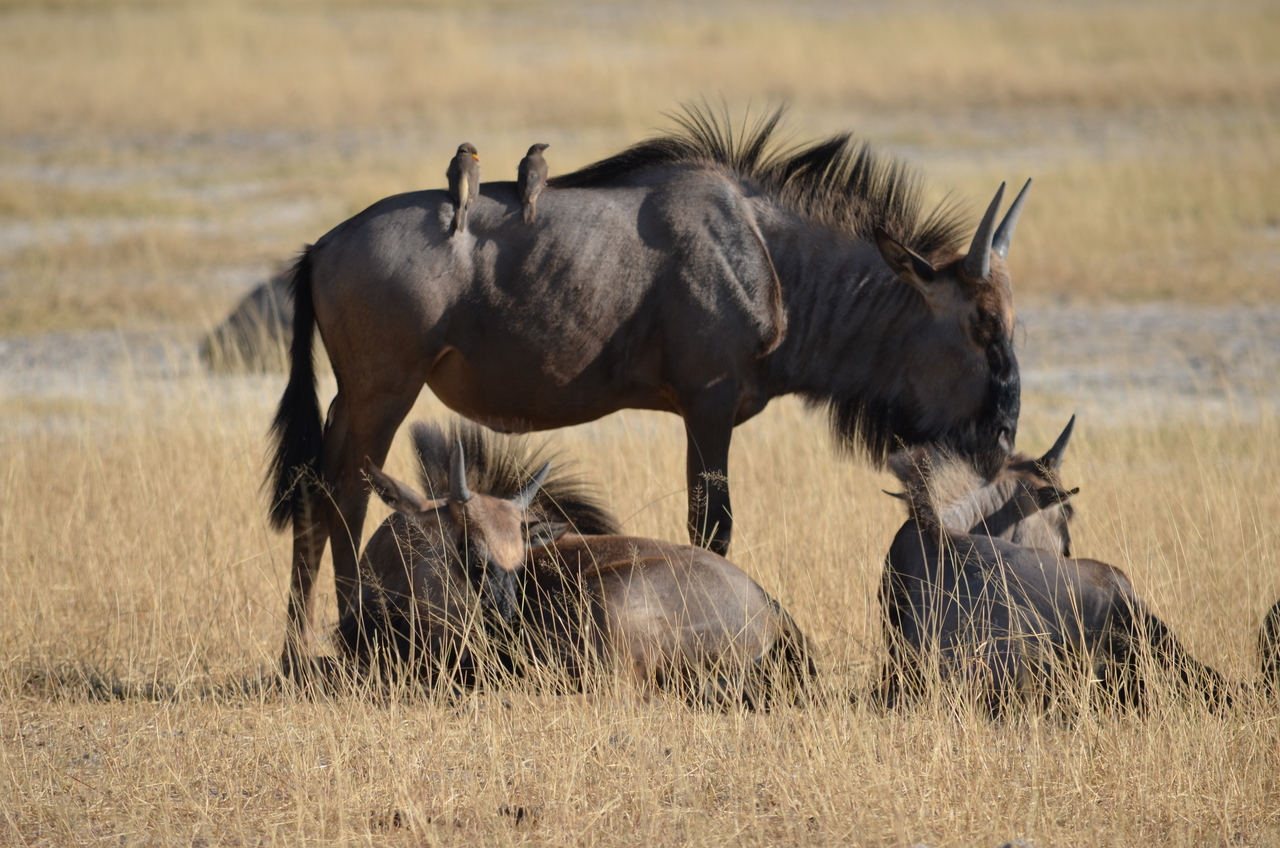[22346] 2016_06_29_23_34_39_Africa_NIKON_D5100_IMG__00545.jpg