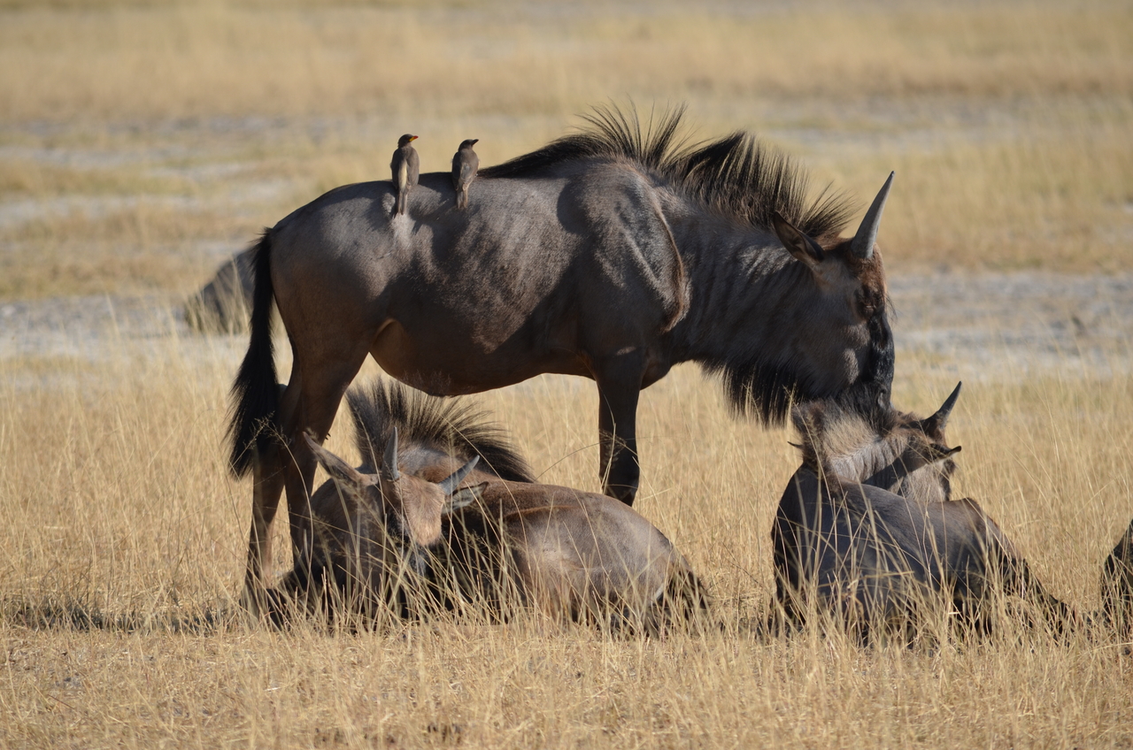 [22348] 2016_06_29_23_34_47_Africa_NIKON_D5100_IMG__00546.jpg