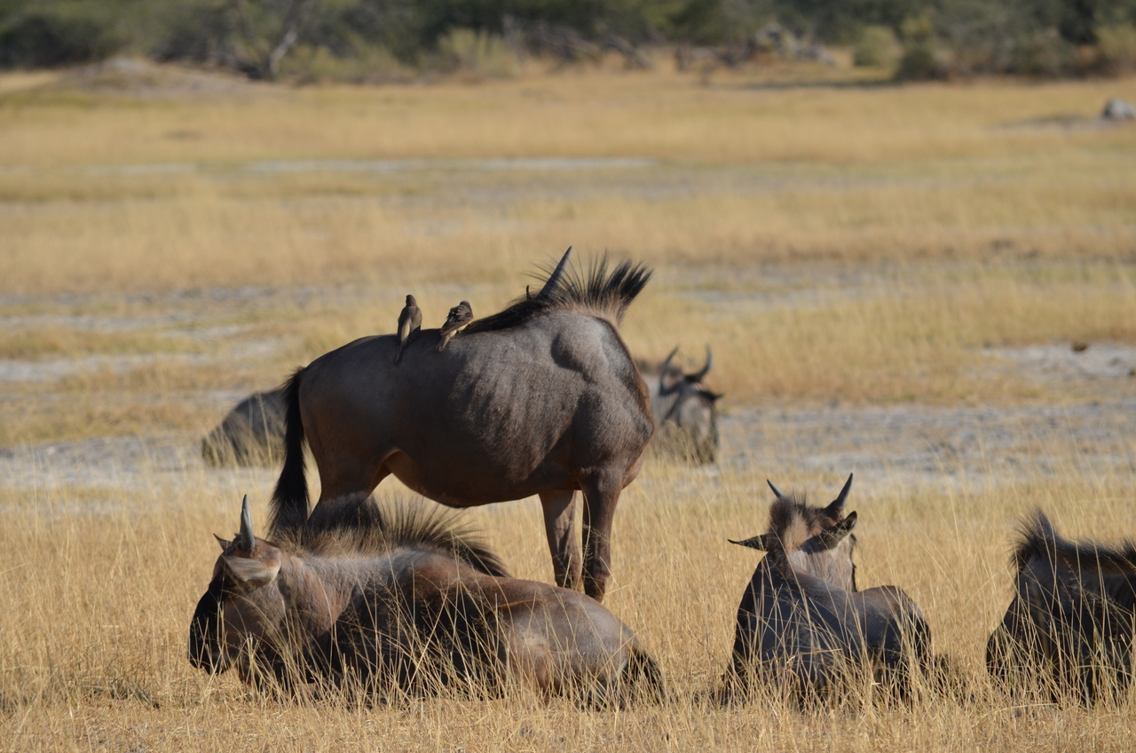 [22350] 2016_06_29_23_35_07_Africa_NIKON_D5100_IMG__00547.jpg