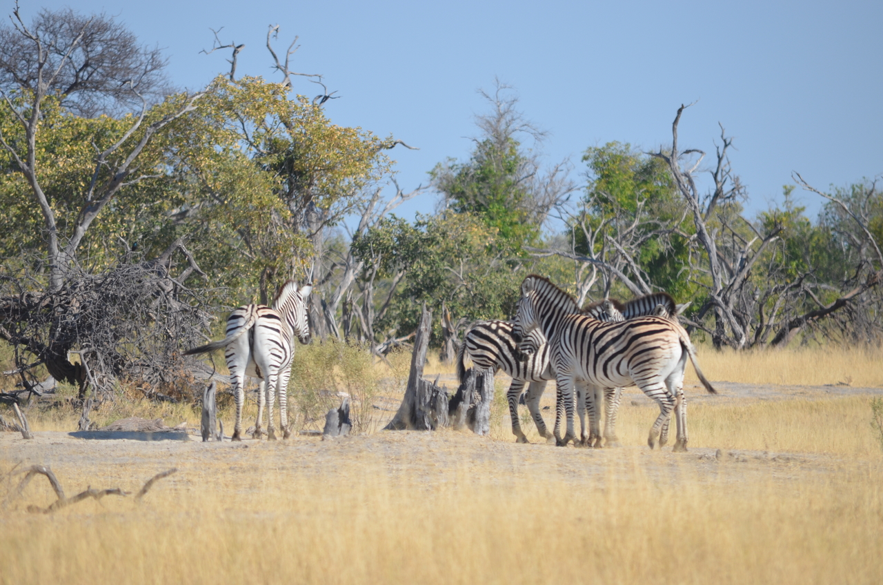 [22357] 2016_06_29_23_51_48_Africa_NIKON_D5100_IMG__05172.jpg