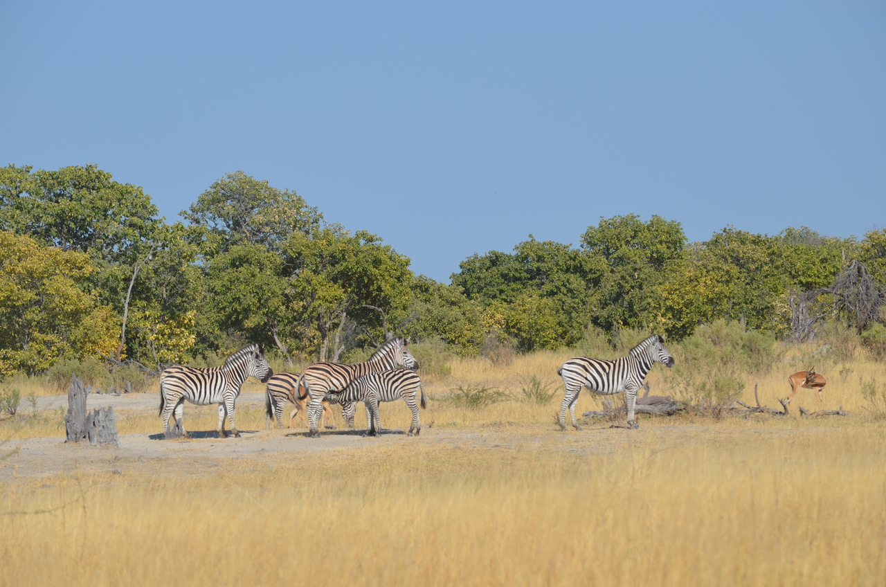 [22368] 2016_06_29_23_55_24_Africa_NIKON_D5100_IMG__00556.jpg