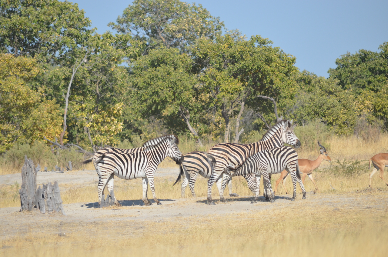 [22371] 2016_06_29_23_55_29_Africa_NIKON_D5100_IMG__05179.jpg