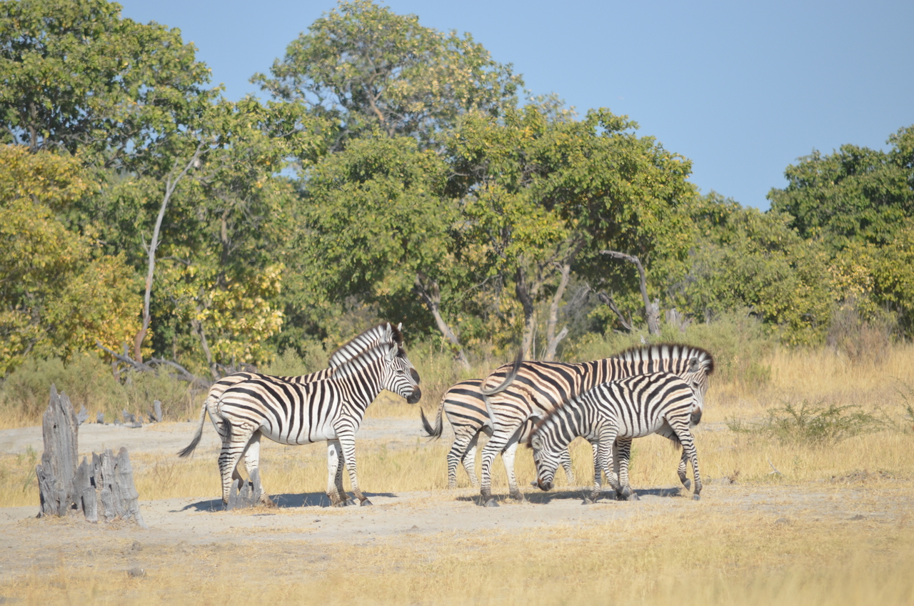 [22372] 2016_06_29_23_55_33_Africa_NIKON_D5100_IMG__00558.jpg