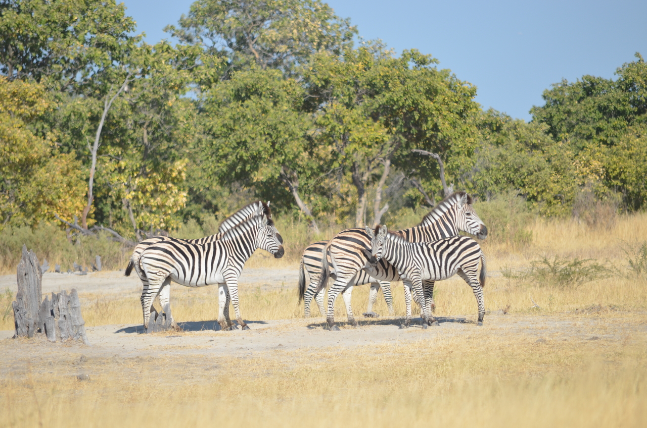 [22375] 2016_06_29_23_55_36_Africa_NIKON_D5100_IMG__05181.jpg