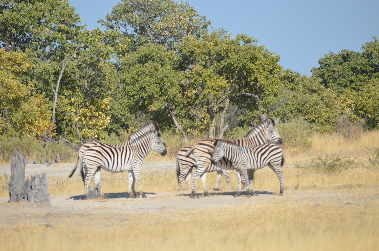 [22377] 2016_06_29_23_55_38_Africa_NIKON_D5100_IMG__05182.jpg