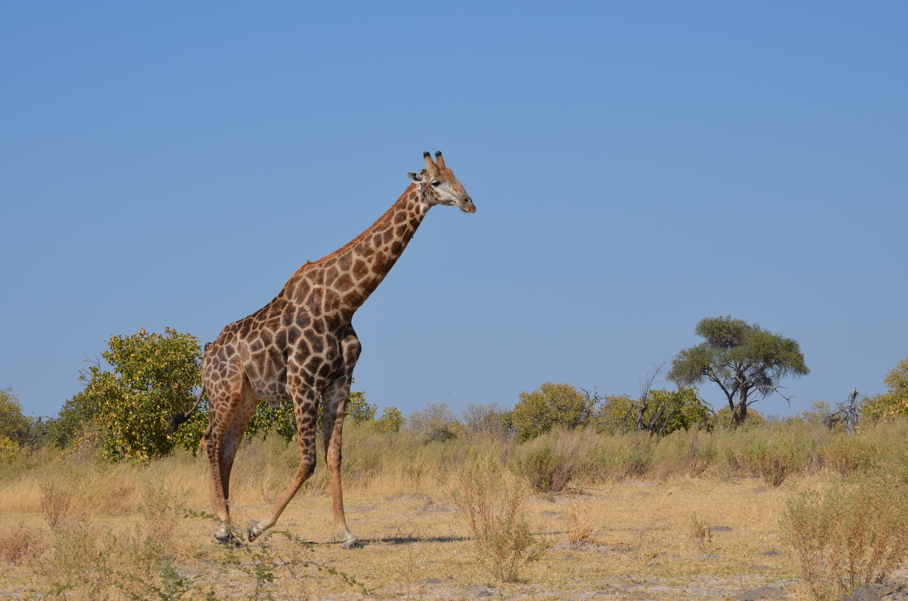 [22396] 2016_06_30_01_12_36_Africa_NIKON_D5100_IMG__00568.jpg