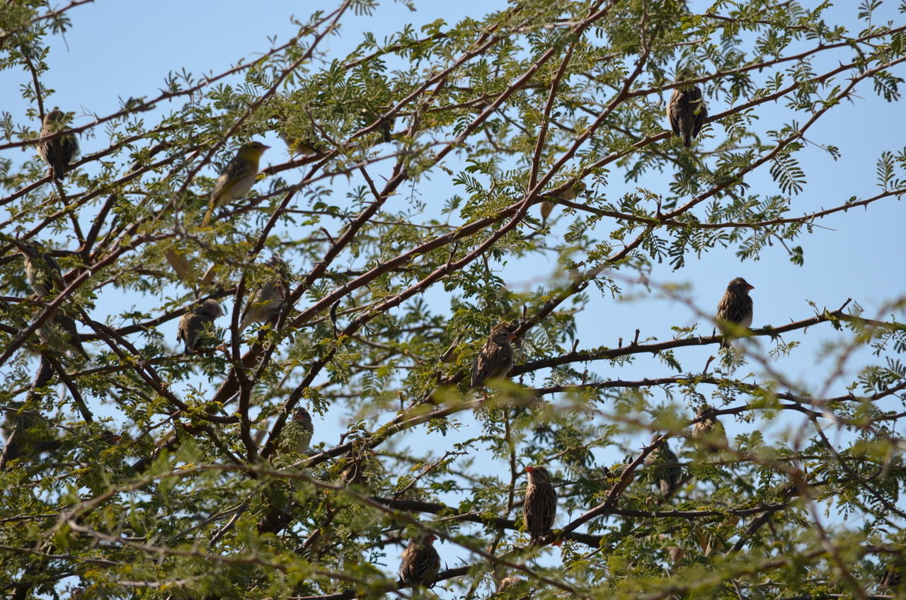 [22402] 2016_06_30_01_17_59_Africa_NIKON_D5100_IMG__00571.jpg