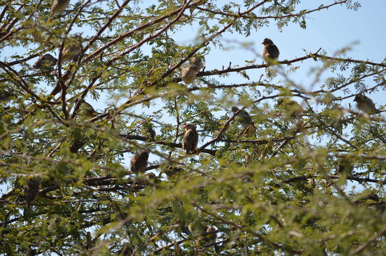 [22404] 2016_06_30_01_18_16_Africa_NIKON_D5100_IMG__00572.jpg