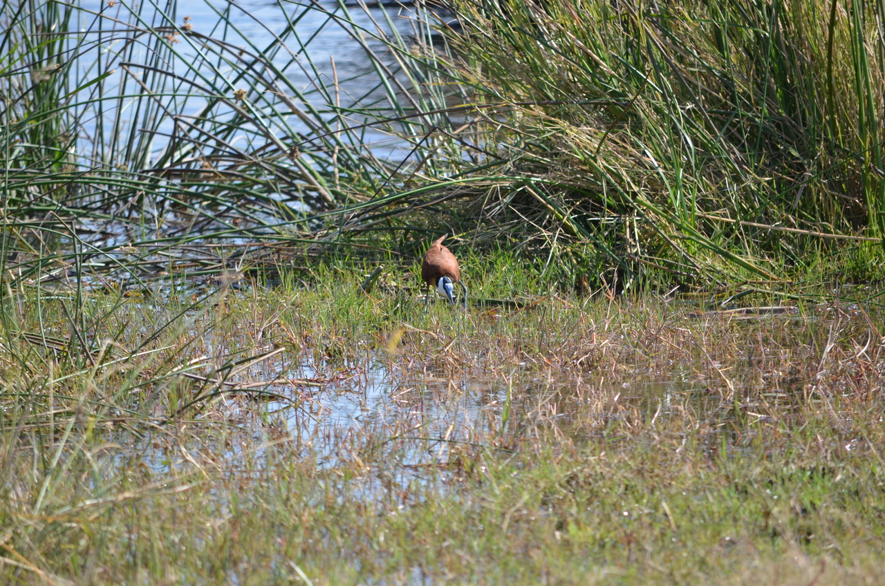 [22410] 2016_06_30_01_19_27_Africa_NIKON_D5100_IMG__00575.jpg