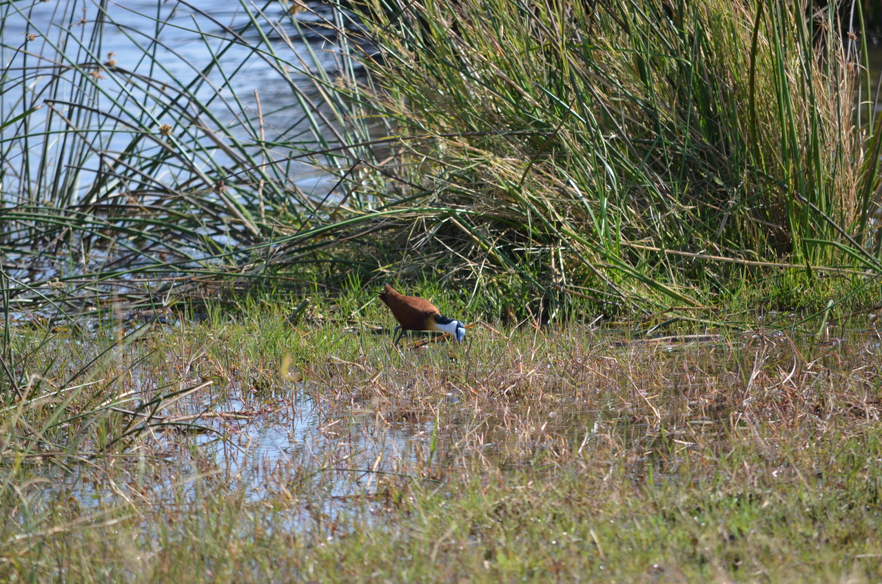 [22413] 2016_06_30_01_19_35_Africa_NIKON_D5100_IMG__05198.jpg