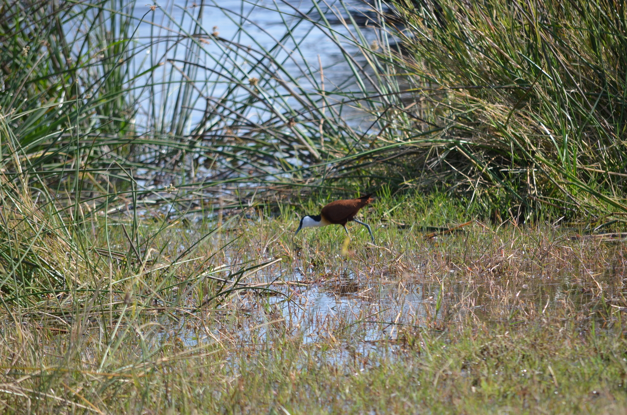 [22417] 2016_06_30_01_19_50_Africa_NIKON_D5100_IMG__05200.jpg