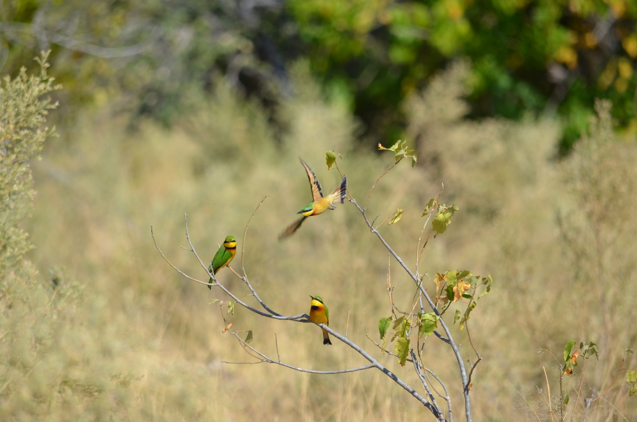 [22569] 2016_06_30_01_30_11_Africa_NIKON_D5100_IMG__00584.jpg