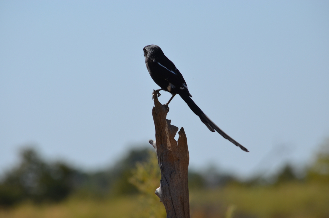 [22577] 2016_06_30_01_32_27_Africa_NIKON_D5100_IMG__00588.jpg
