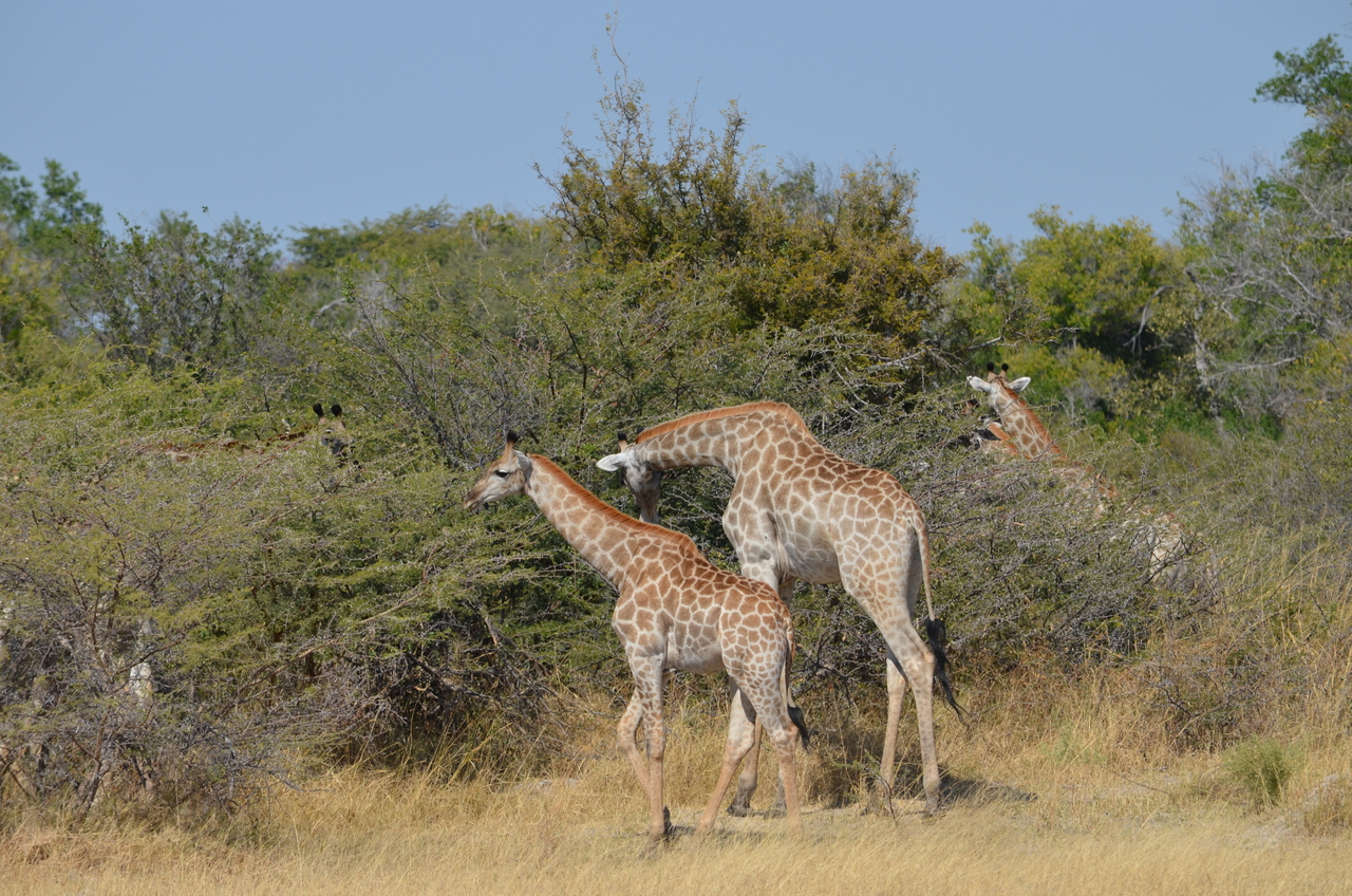 [22635] 2016_06_30_01_38_45_Africa_NIKON_D5100_IMG__00596.jpg