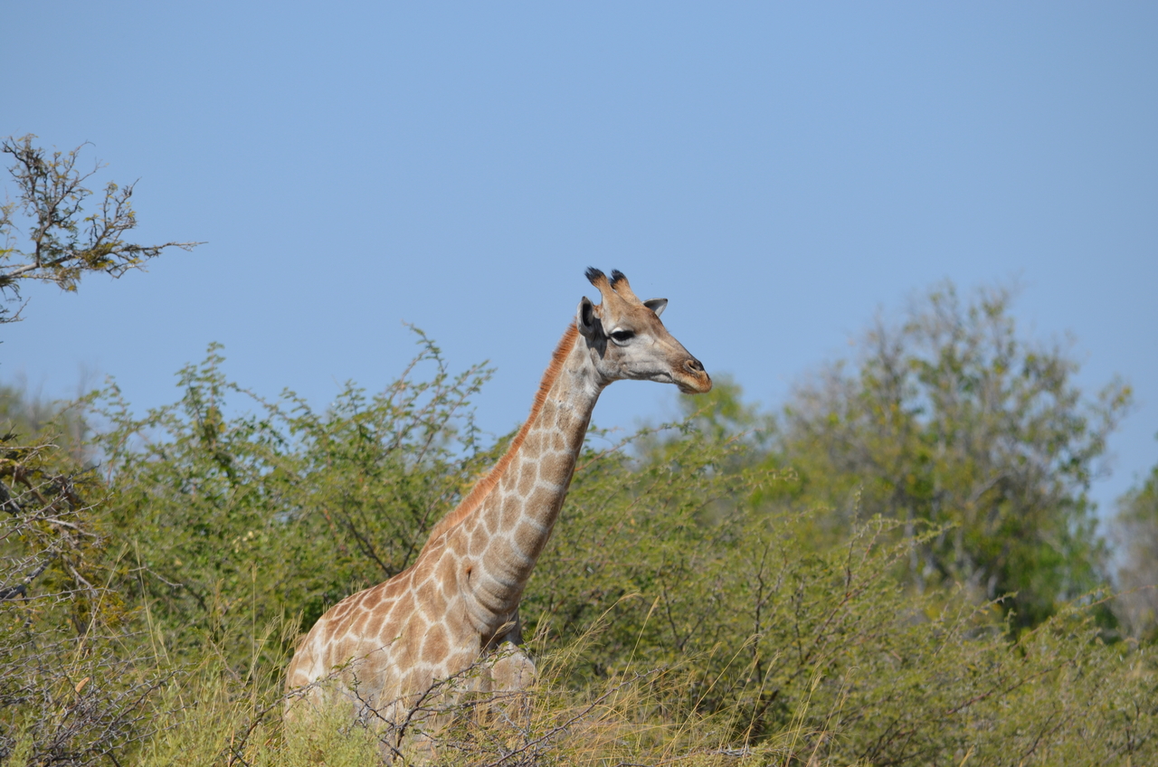 [22670] 2016_06_30_01_43_00_Africa_NIKON_D5100_IMG__00597.jpg