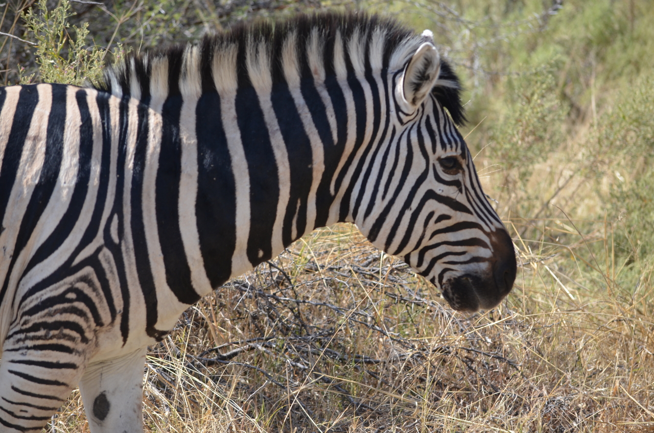 [22693] 2016_06_30_01_53_56_Africa_NIKON_D5100_IMG__05221.jpg