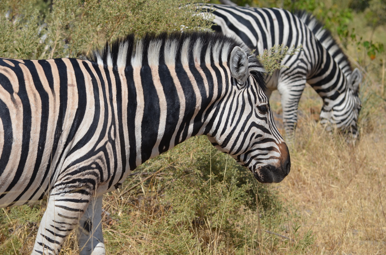 [22716] 2016_06_30_01_54_17_Africa_NIKON_D5100_IMG__00602.jpg