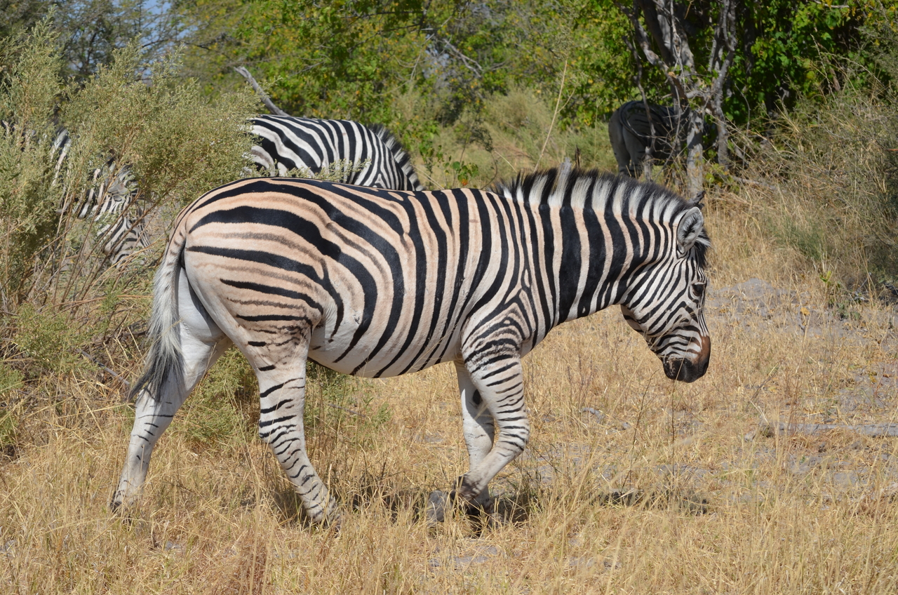 [22719] 2016_06_30_01_54_18_Africa_NIKON_D5100_IMG__05225.jpg