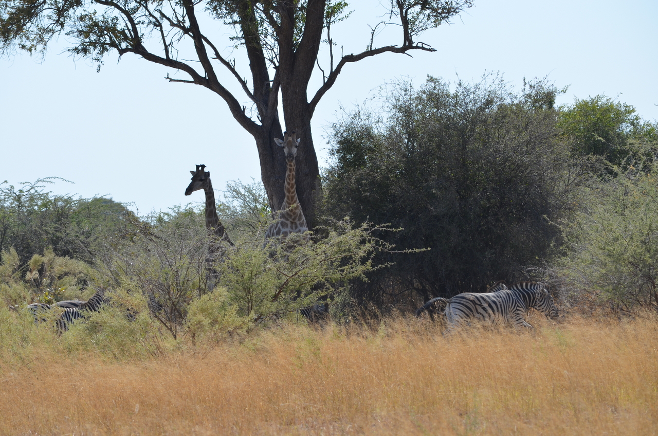 [22770] 2016_06_30_01_56_14_Africa_NIKON_D5100_IMG__00605.jpg