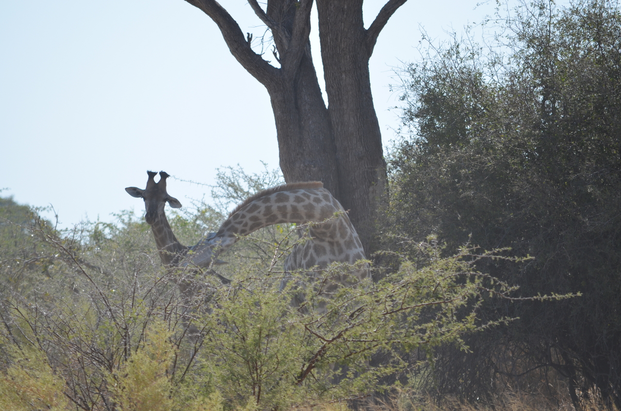[22774] 2016_06_30_01_56_32_Africa_NIKON_D5100_IMG__00607.jpg