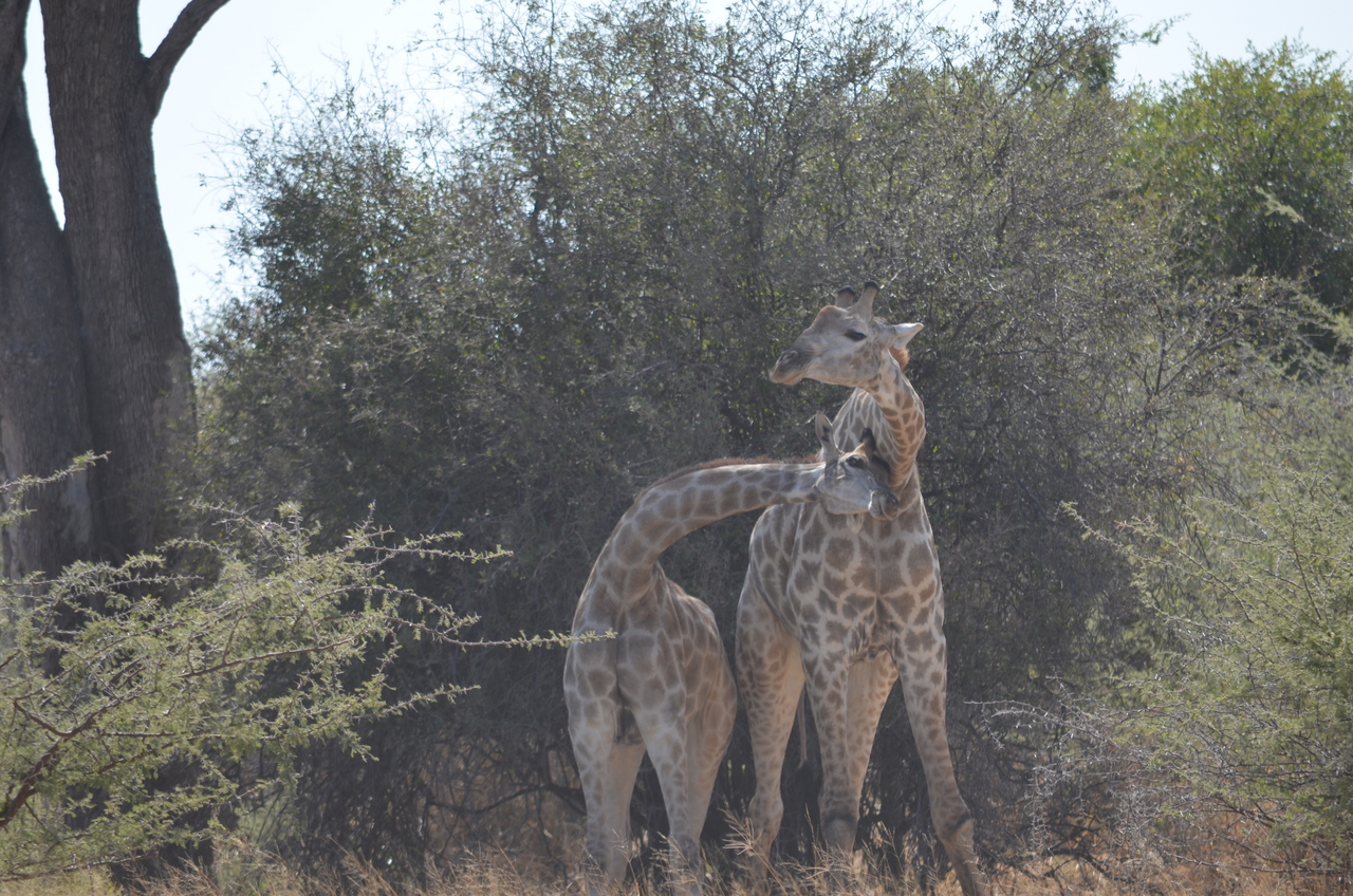 [22783] 2016_06_30_01_56_53_Africa_NIKON_D5100_IMG__05233.jpg