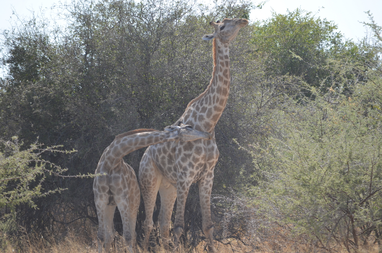 [22785] 2016_06_30_01_56_58_Africa_NIKON_D5100_IMG__05234.jpg