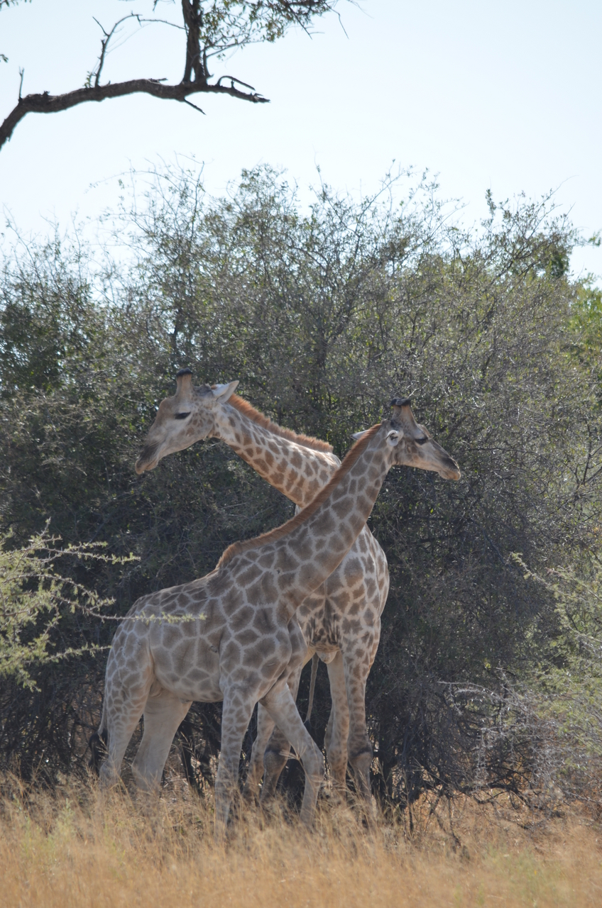 [22799] 2016_06_30_01_58_06_Africa_NIKON_D5100_IMG__05238.jpg