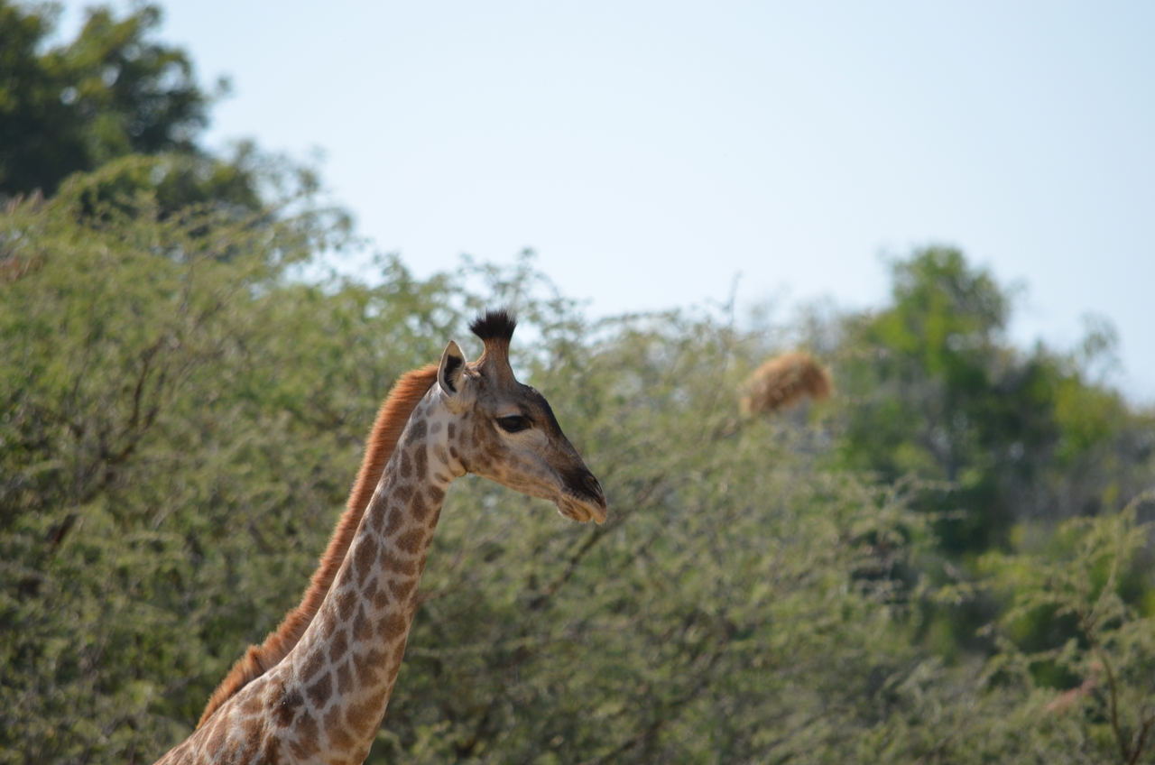 [22808] 2016_06_30_02_02_01_Africa_NIKON_D5100_IMG__00621.jpg