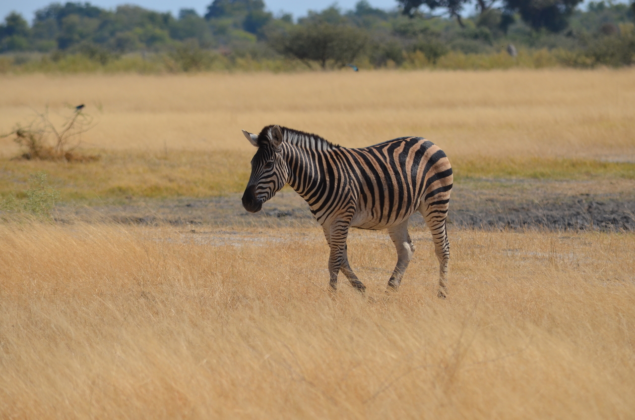 [22984] 2016_06_30_02_14_50_Africa_NIKON_D5100_IMG__05245.jpg
