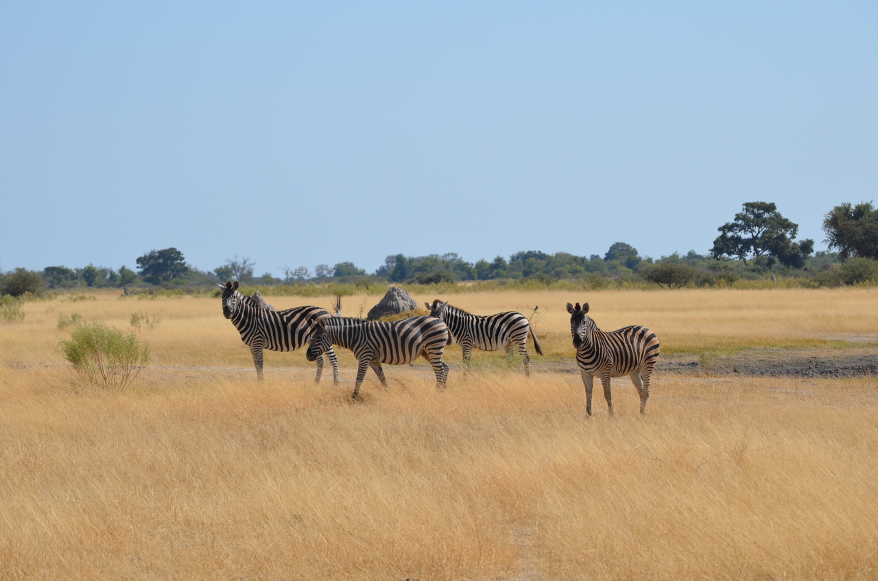 [22990] 2016_06_30_02_15_04_Africa_NIKON_D5100_IMG__05248.jpg