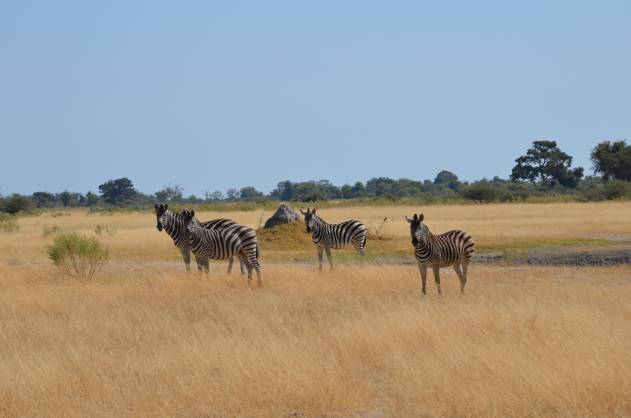 [22993] 2016_06_30_02_15_07_Africa_NIKON_D5100_IMG__00628.jpg