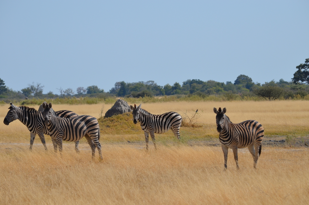 [22995] 2016_06_30_02_15_09_Africa_NIKON_D5100_IMG__00629.jpg