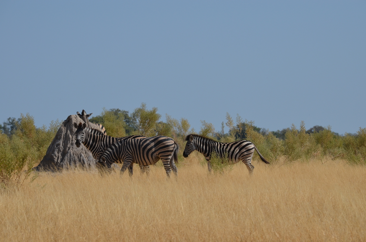 [23000] 2016_06_30_02_15_37_Africa_NIKON_D5100_IMG__05253.jpg