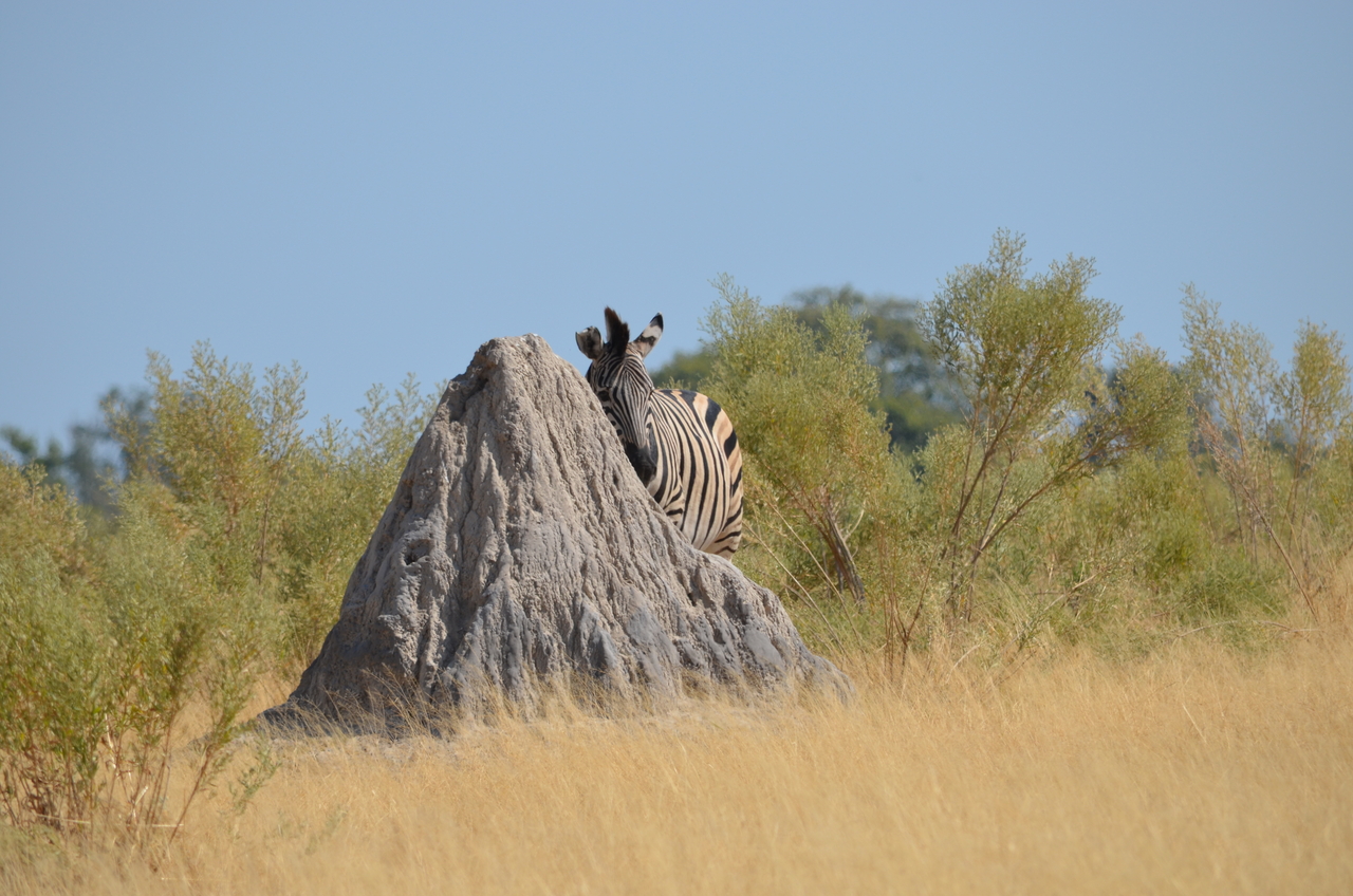 [23016] 2016_06_30_02_16_51_Africa_NIKON_D5100_IMG__05261.jpg
