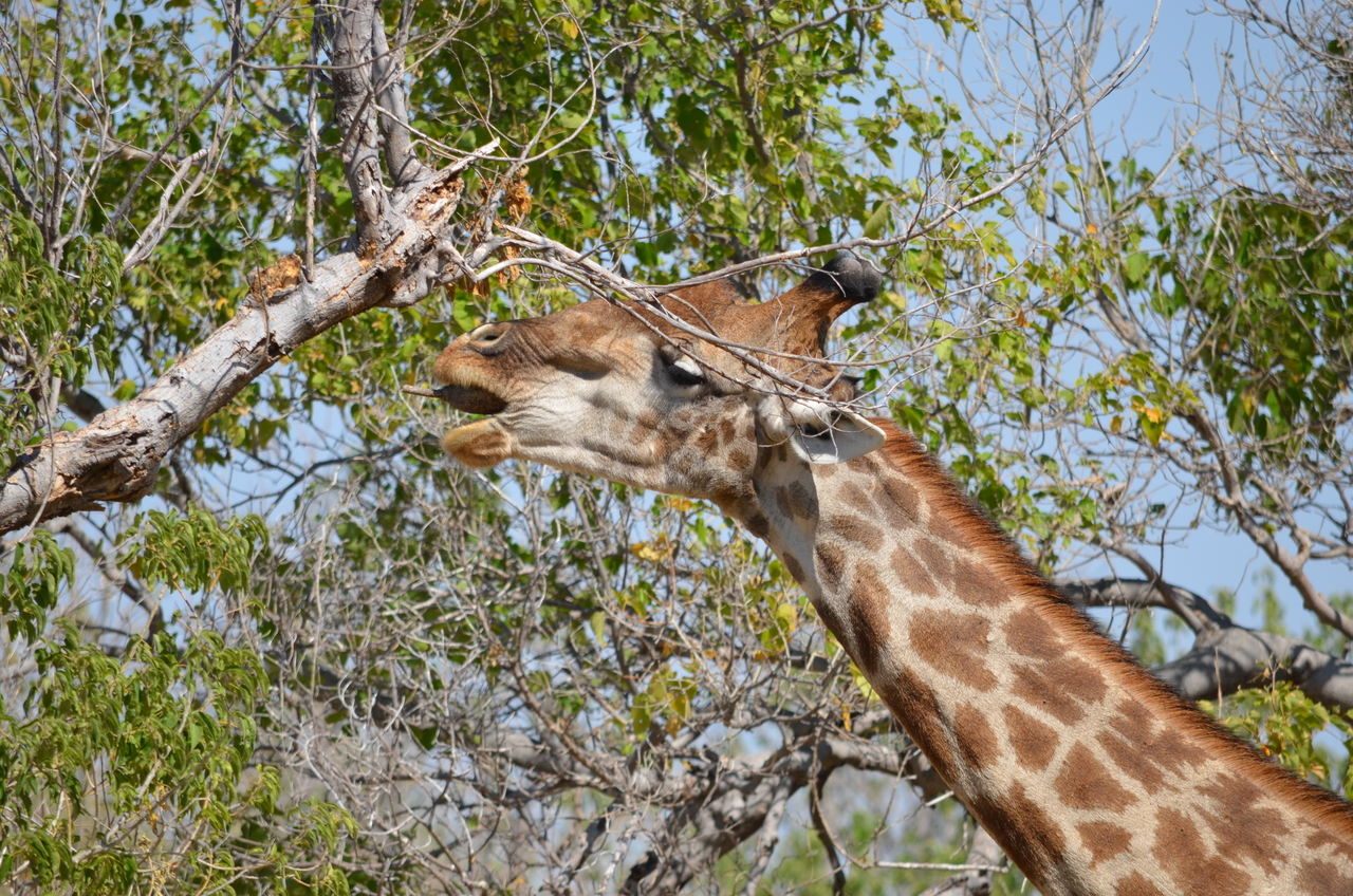 [23172] 2016_06_30_02_39_48_Africa_NIKON_D5100_IMG__05273.jpg