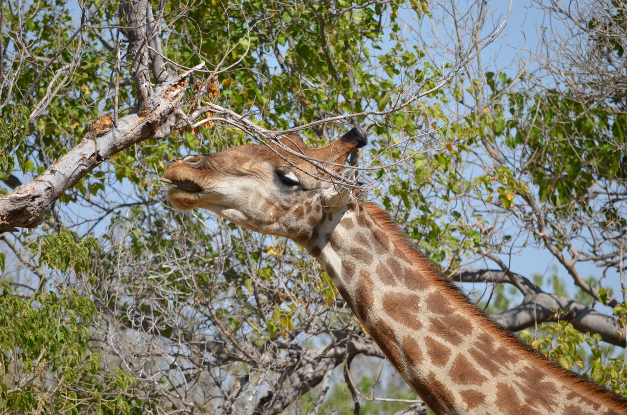[23174] 2016_06_30_02_39_51_Africa_NIKON_D5100_IMG__05274.jpg