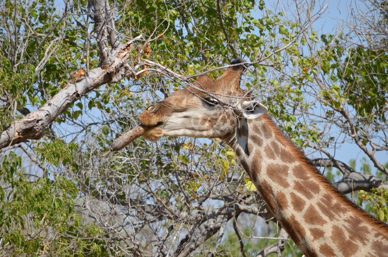 [23181] 2016_06_30_02_40_09_Africa_NIKON_D5100_IMG__00656.jpg
