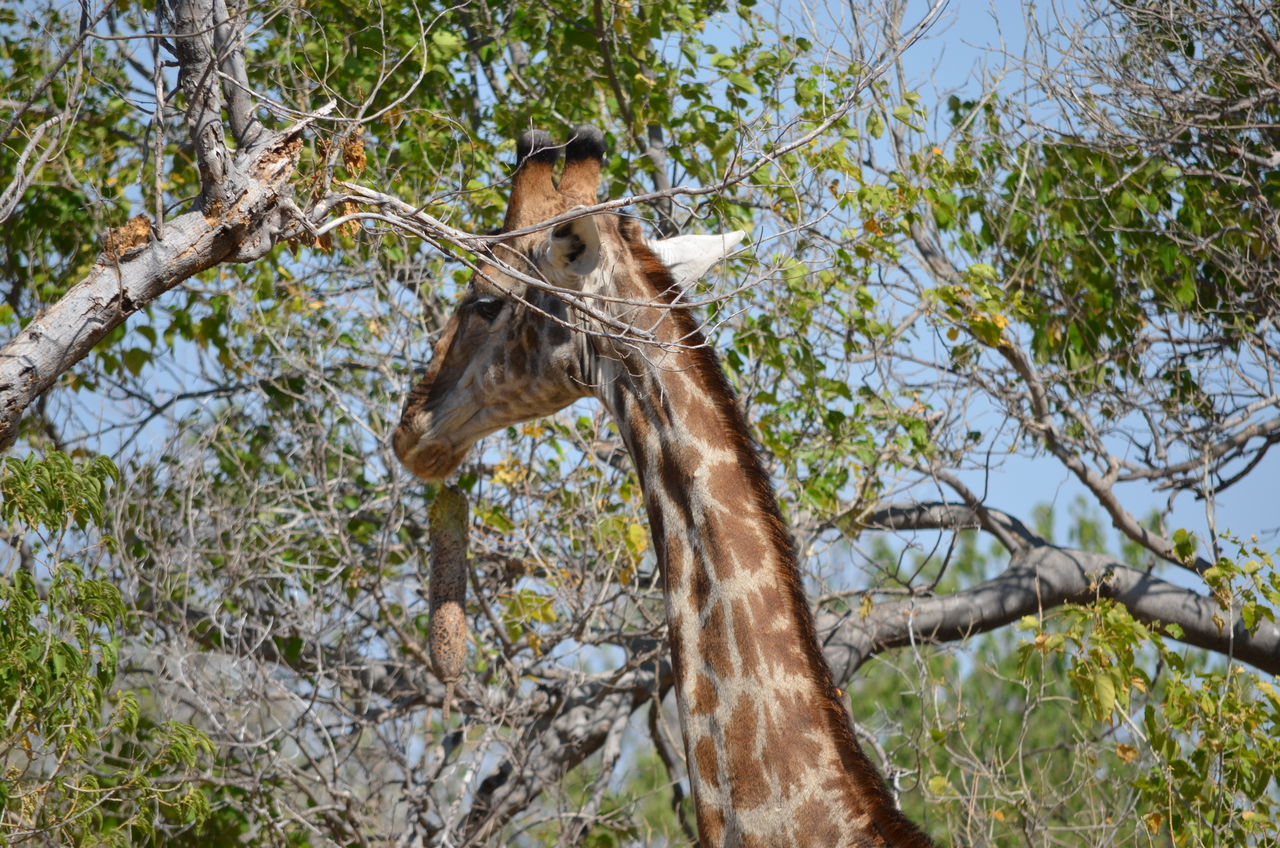 [23191] 2016_06_30_02_40_16_Africa_NIKON_D5100_IMG__00661.jpg