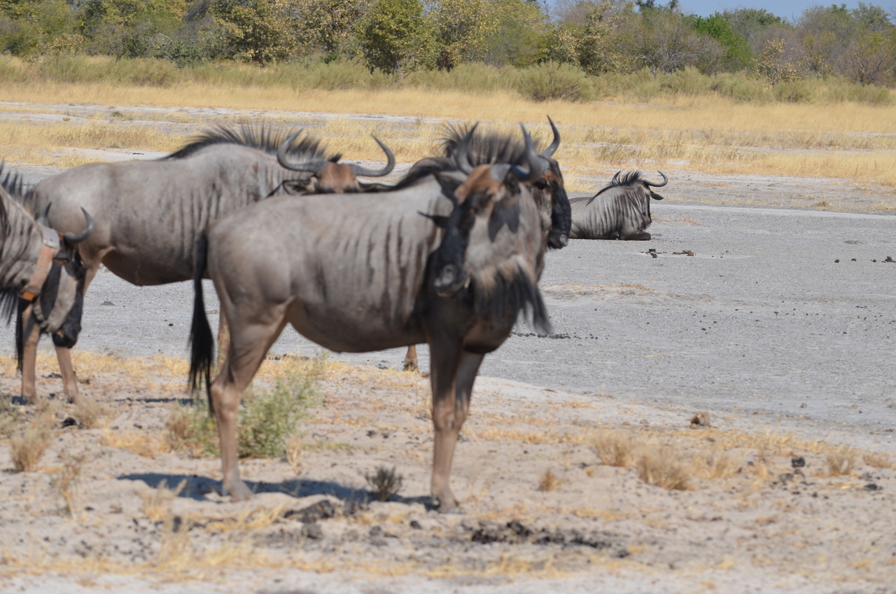[23194] 2016_06_30_02_46_34_Africa_NIKON_D5100_IMG__05284.jpg