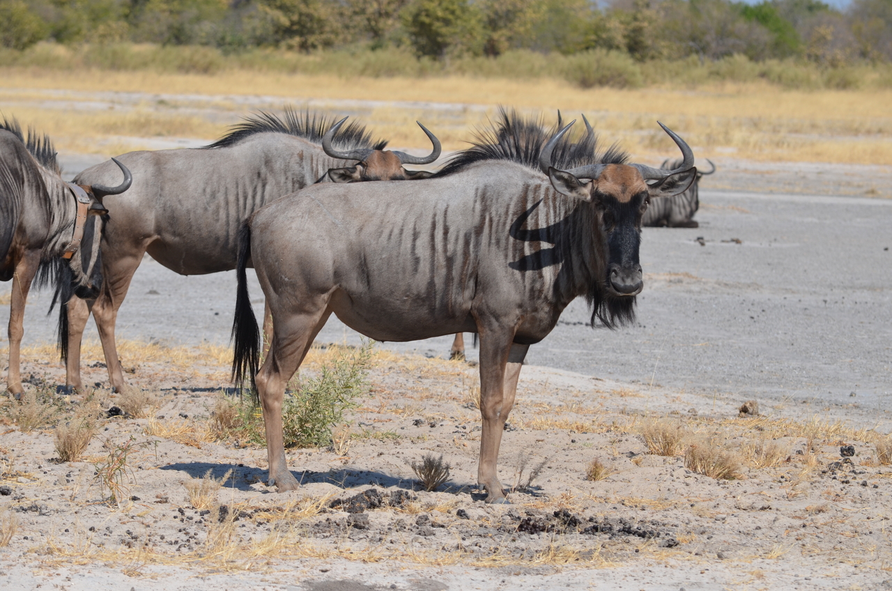 [23196] 2016_06_30_02_46_36_Africa_NIKON_D5100_IMG__05285.jpg