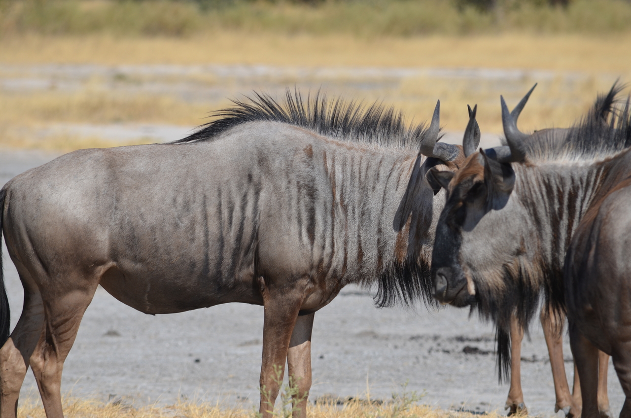 [23199] 2016_06_30_02_47_00_Africa_NIKON_D5100_IMG__00665.jpg