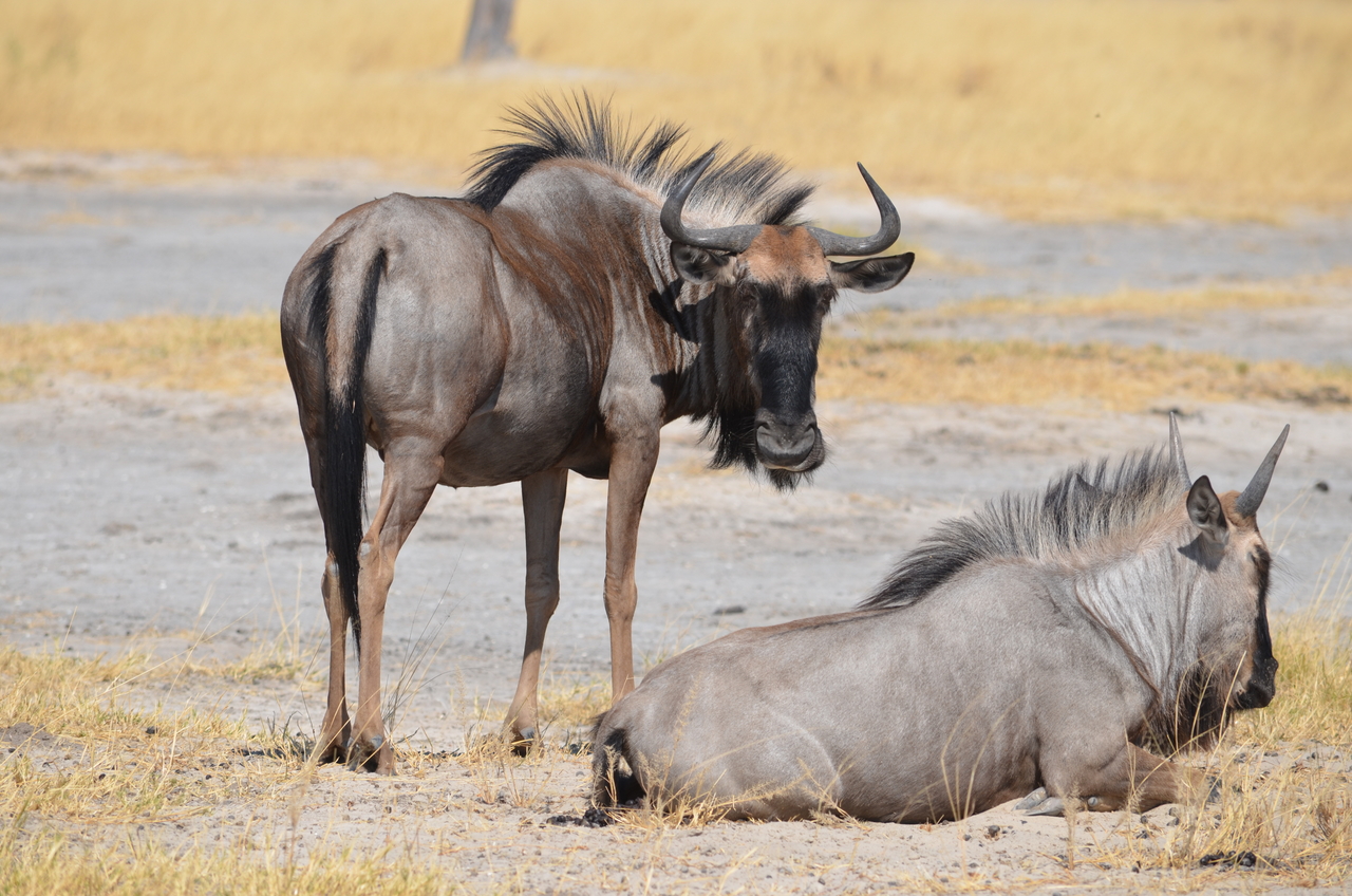 [23204] 2016_06_30_02_47_10_Africa_NIKON_D5100_IMG__05289.jpg
