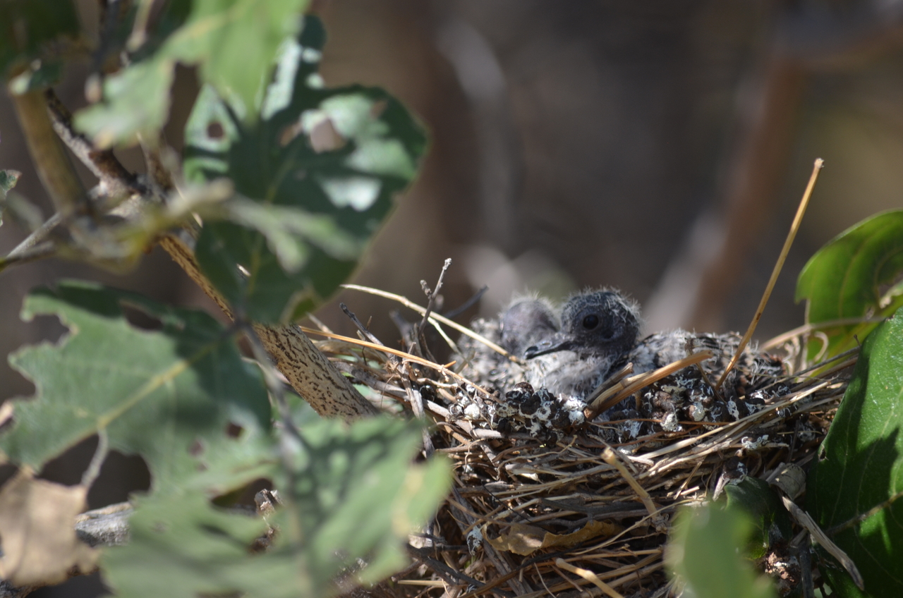 [23492] 2016_06_30_04_13_11_Africa_NIKON_D5100_IMG__00672.jpg
