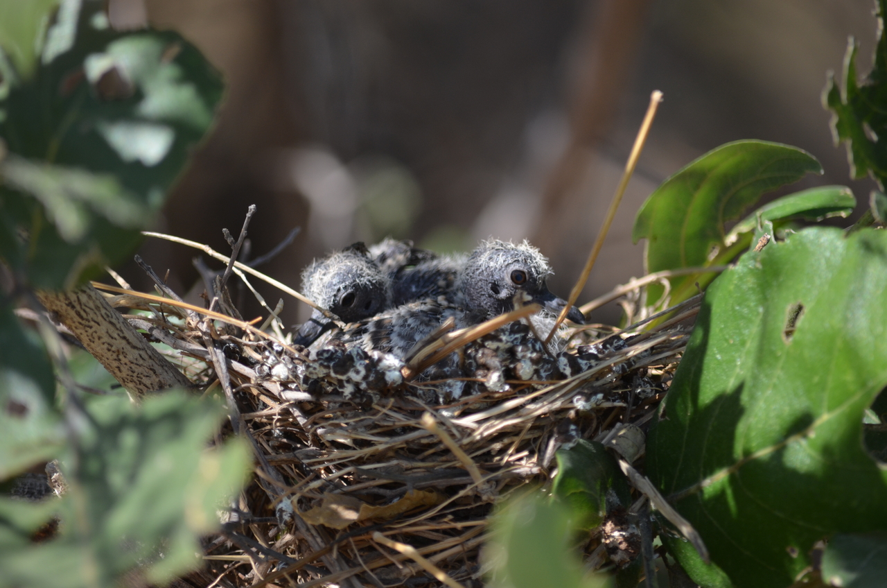 [23503] 2016_06_30_04_13_58_Africa_NIKON_D5100_IMG__05299.jpg