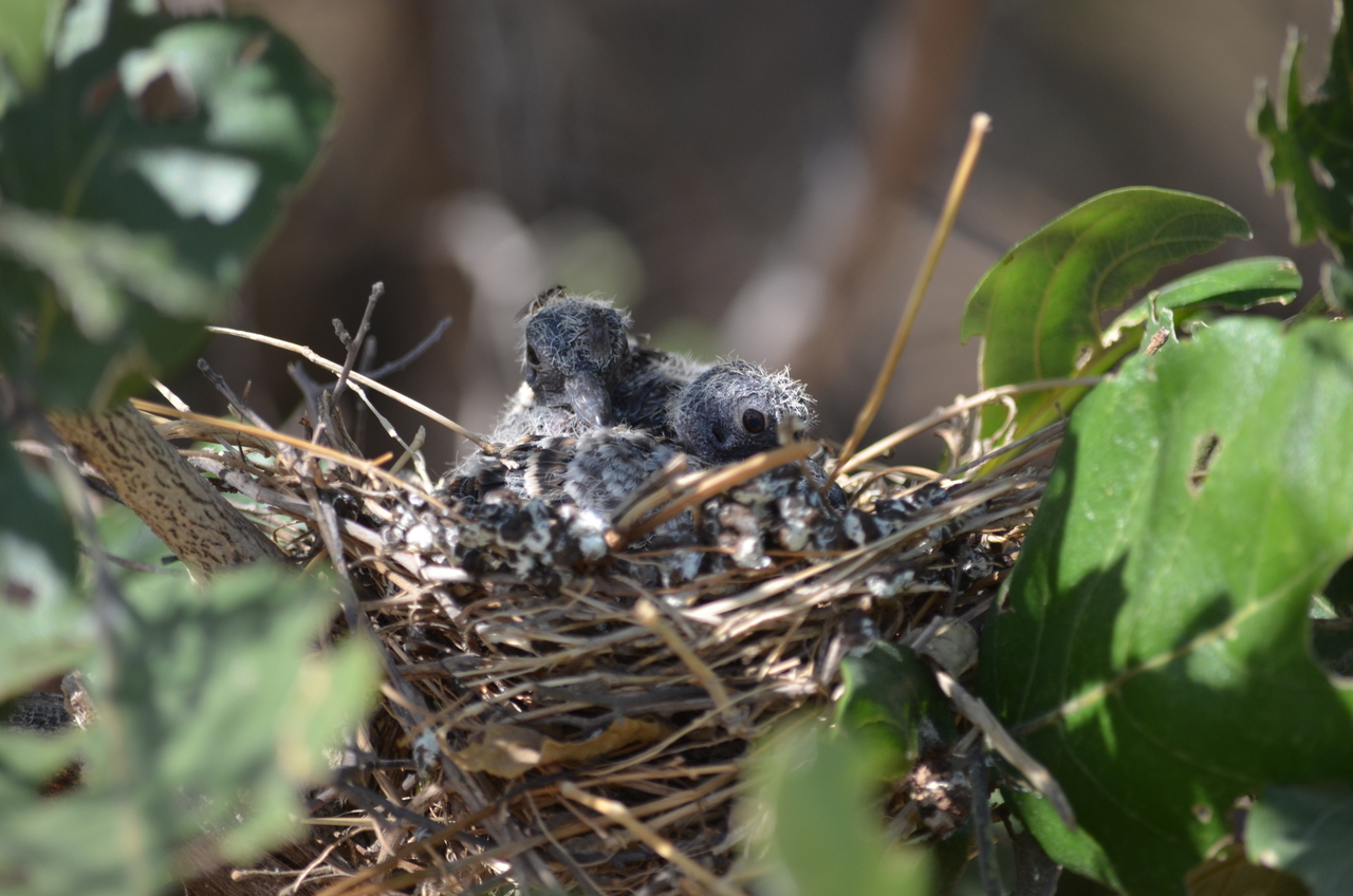 [23505] 2016_06_30_04_14_04_Africa_NIKON_D5100_IMG__05300.jpg