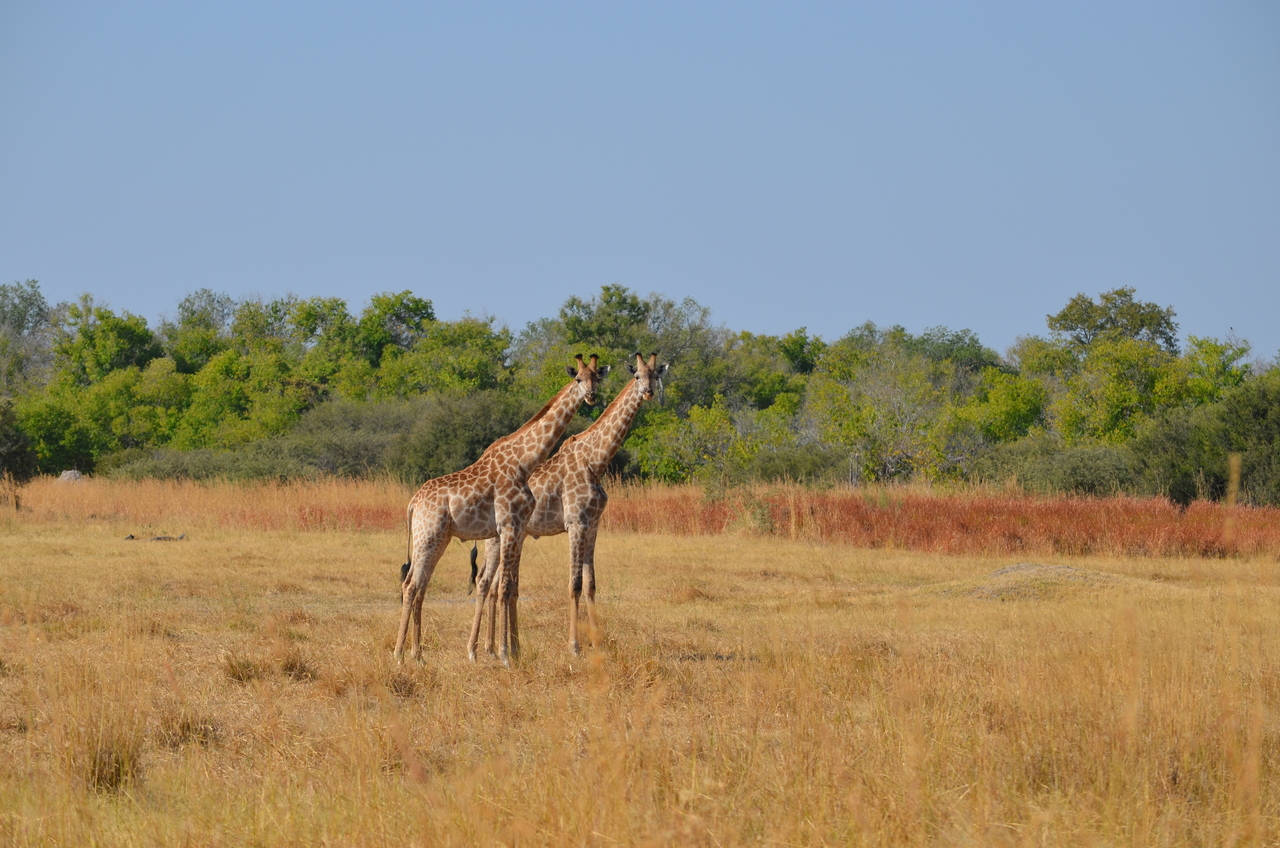 [23571] 2016_06_30_04_59_15_Africa_NIKON_D5100_IMG__00680.jpg