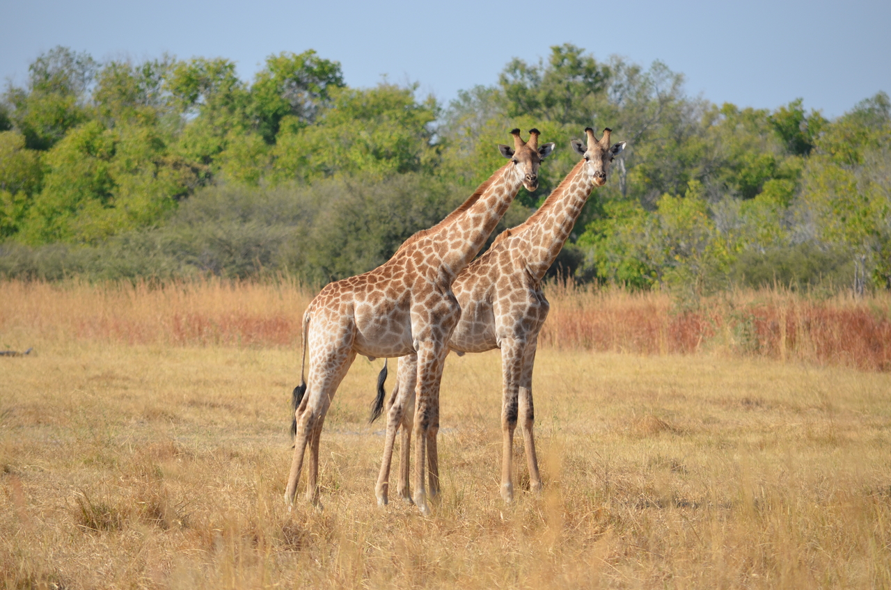 [23581] 2016_06_30_04_59_26_Africa_NIKON_D5100_IMG__00682.jpg