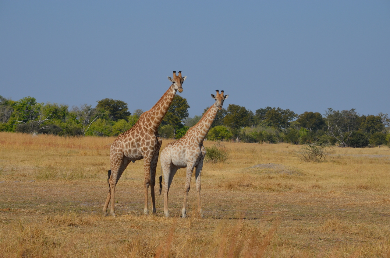 [23620] 2016_06_30_05_00_27_Africa_NIKON_D5100_IMG__05305.jpg