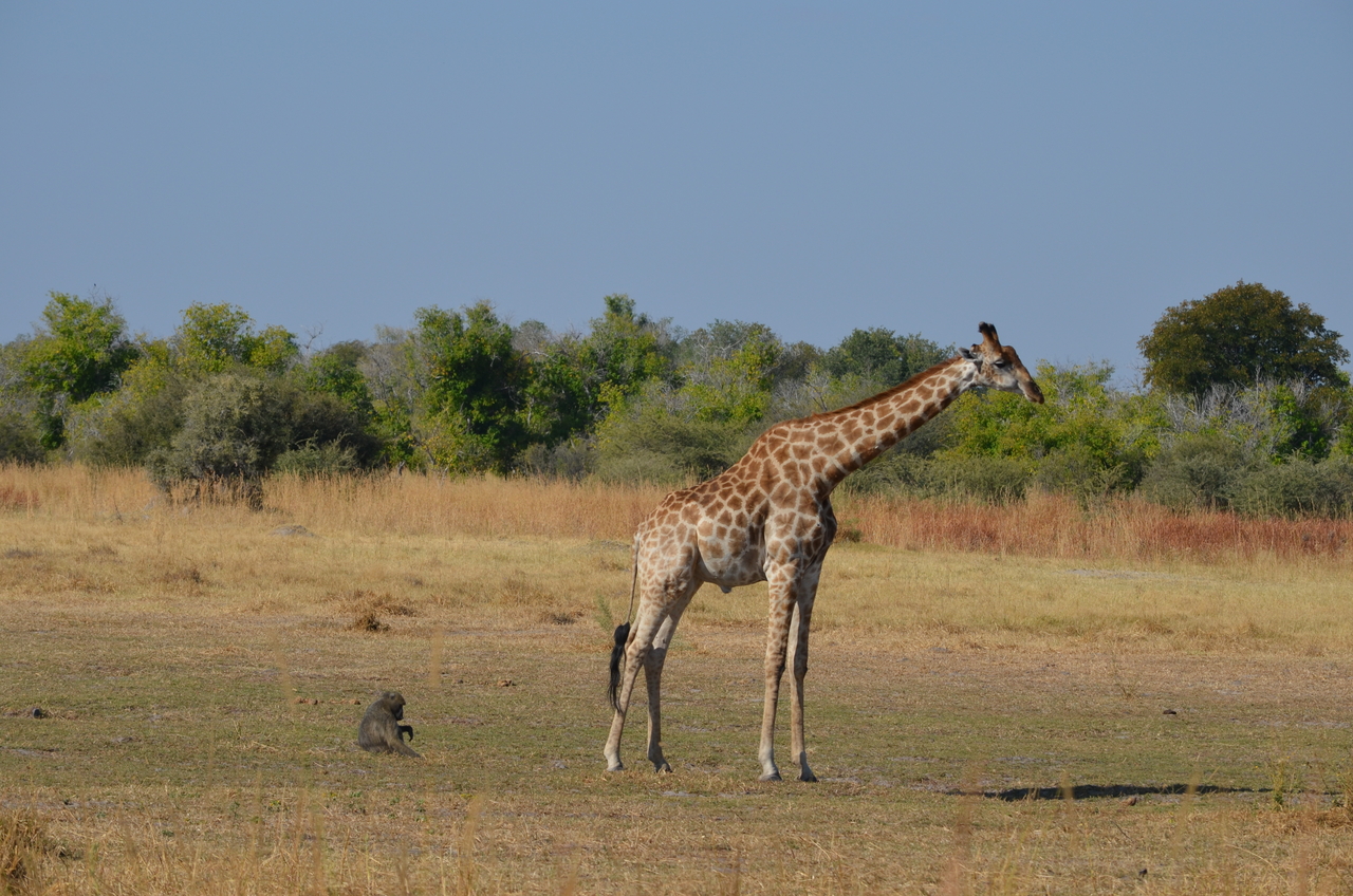 [23622] 2016_06_30_05_00_41_Africa_NIKON_D5100_IMG__05306.jpg